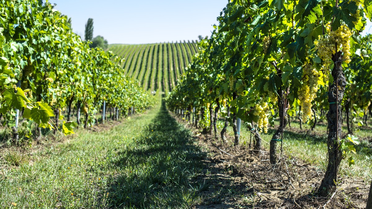 Tour Lago d'Iseo Franciacorta